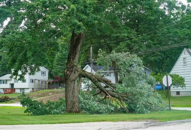 The Steps Involved in Our Tree Care Process in Imperial, CA